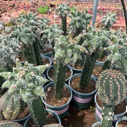 4-10cm Astrophytum ornatum VAR（rootless）