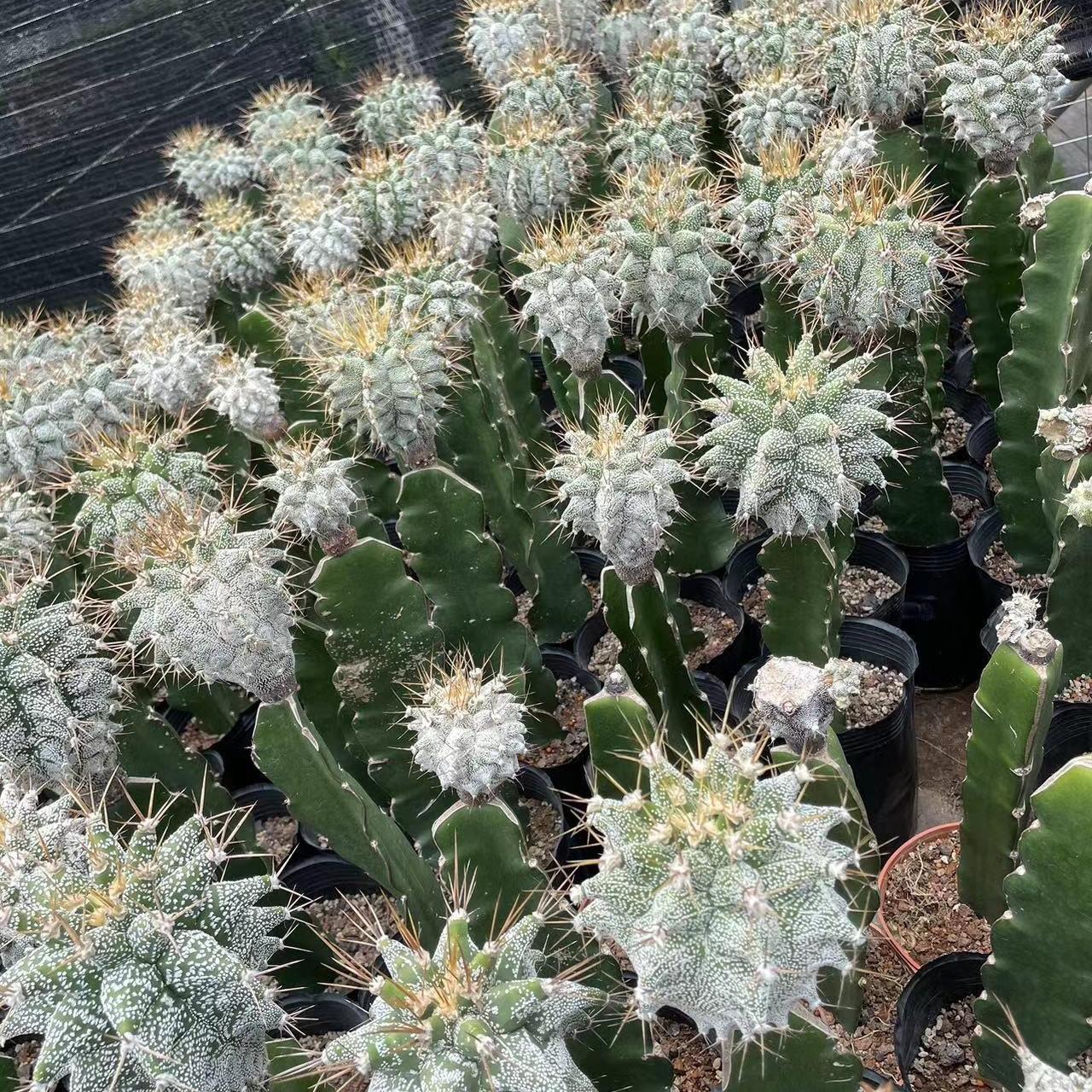 4-10cm Astrophytum ornatum VAR（rootless）