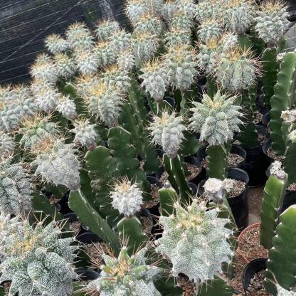 4-10cm Astrophytum ornatum VAR（rootless）