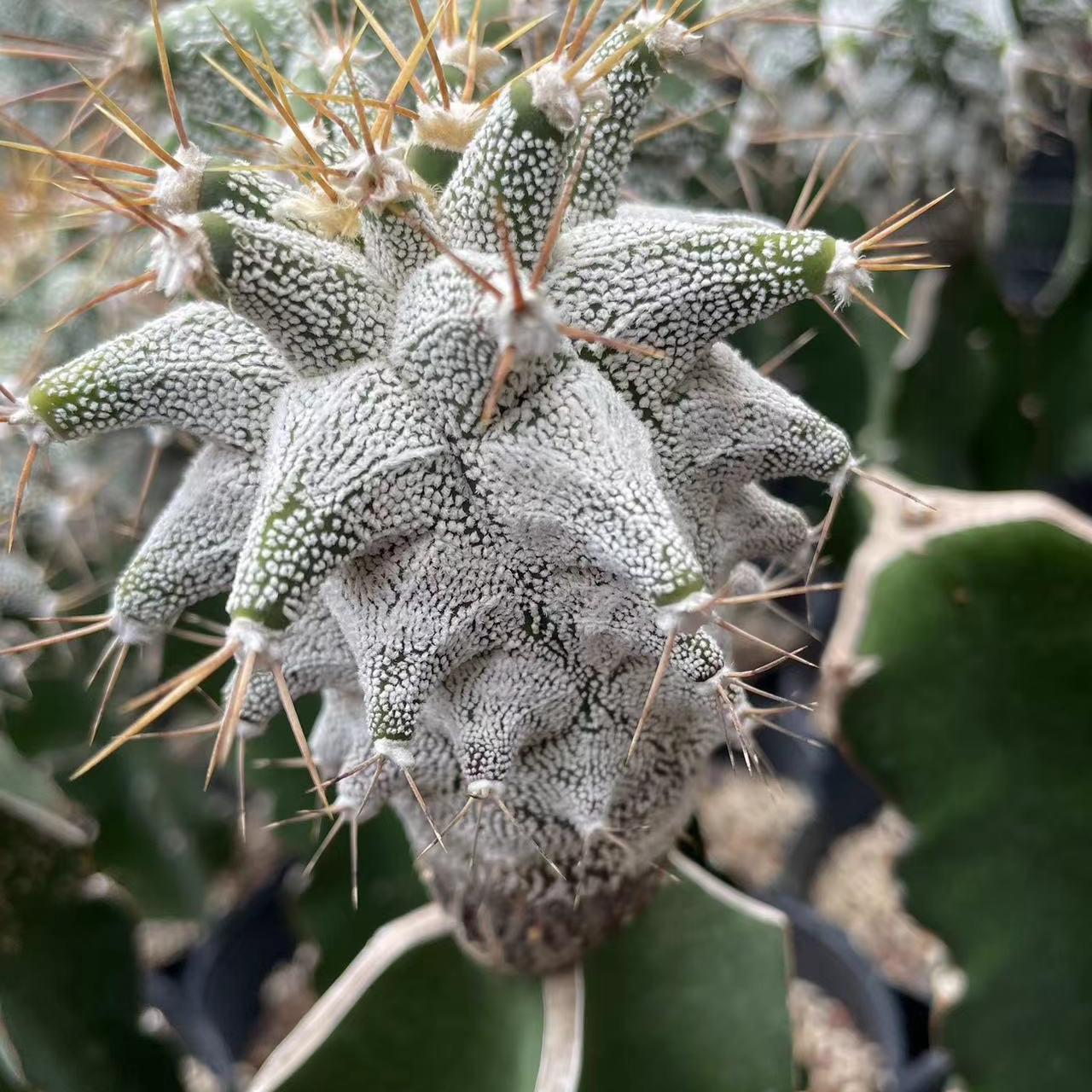 4-10cm Astrophytum ornatum VAR（rootless）