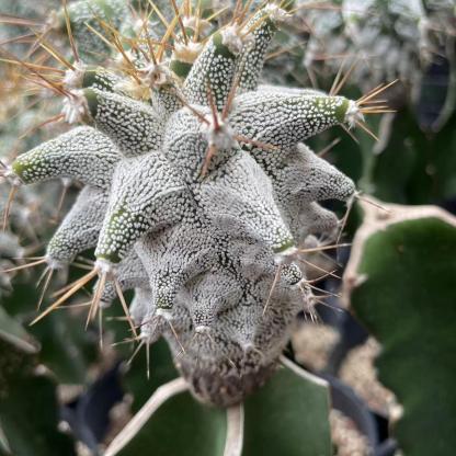 4-10cm Astrophytum ornatum VAR（rootless）