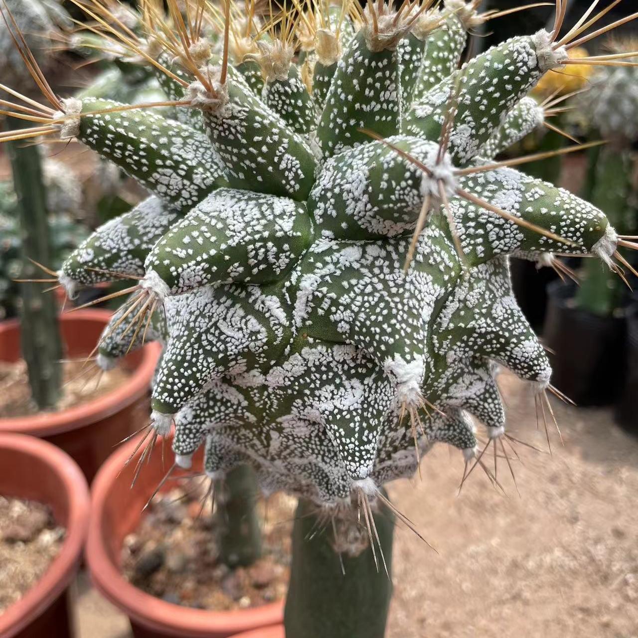 4-10cm Astrophytum ornatum VAR（rootless）