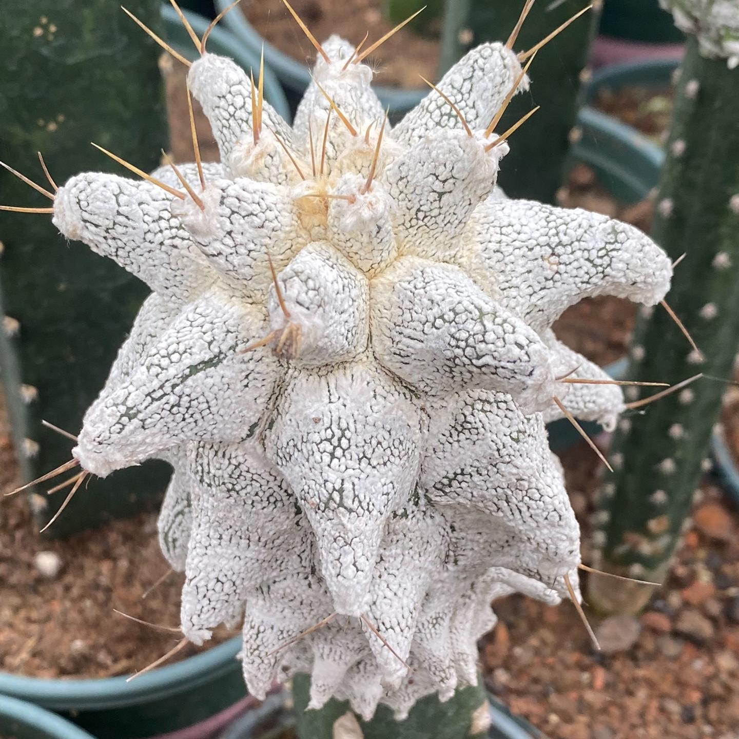 4-10cm Astrophytum ornatum VAR（rootless）