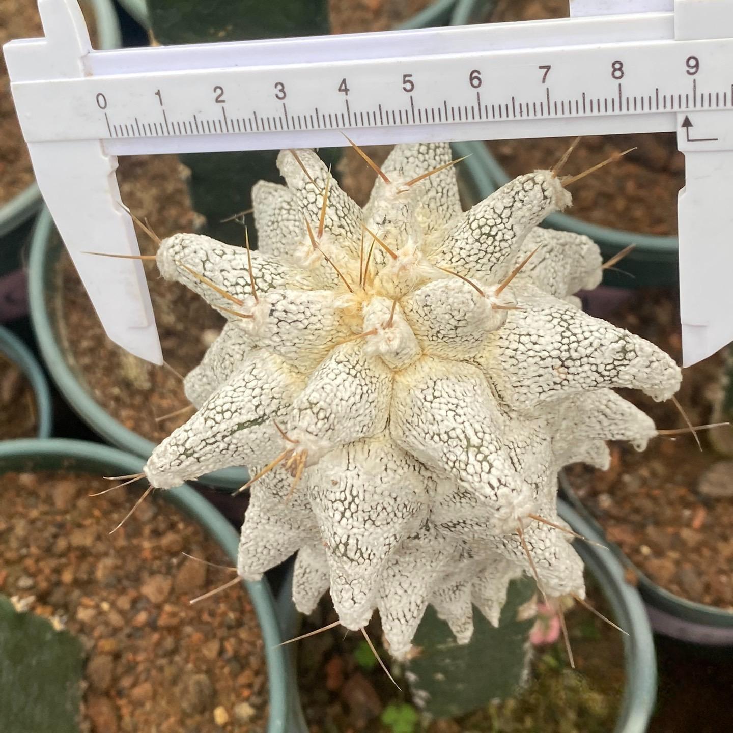 4-10cm Astrophytum ornatum VAR（rootless）