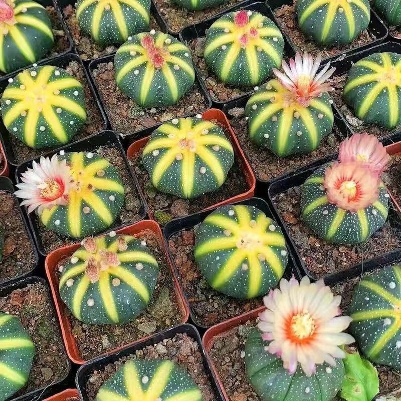 4-5cm Astrophytum asterias VAR