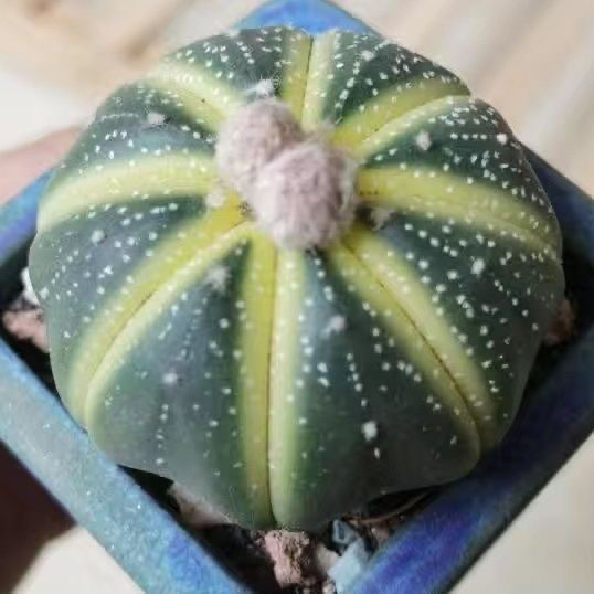 4-5cm Astrophytum asterias VAR
