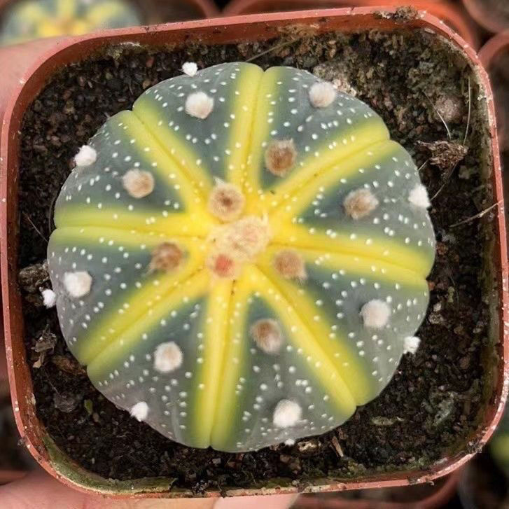 4-5cm Astrophytum asterias VAR