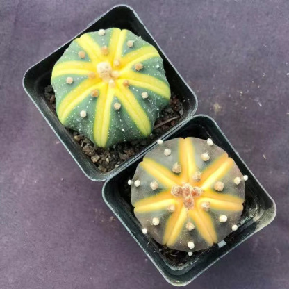 4-5cm Astrophytum asterias VAR