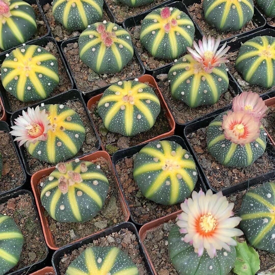 4-5cm Astrophytum asterias VAR