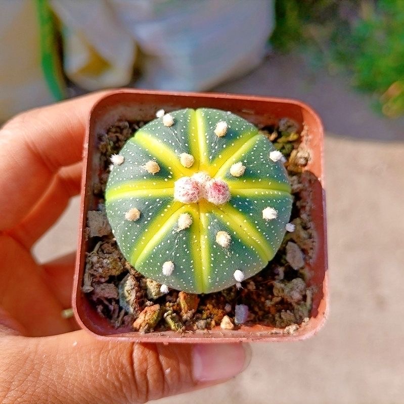 4-5cm Astrophytum asterias VAR