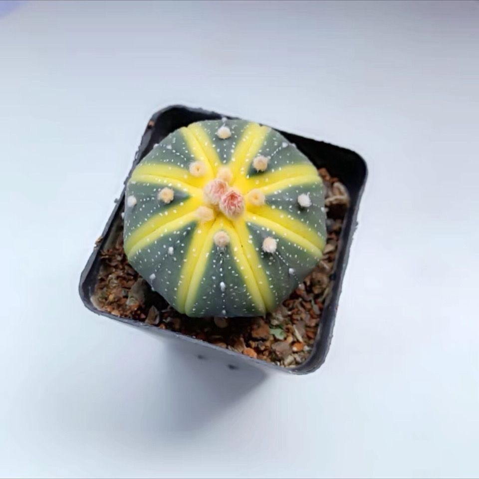 4-5cm Astrophytum asterias VAR