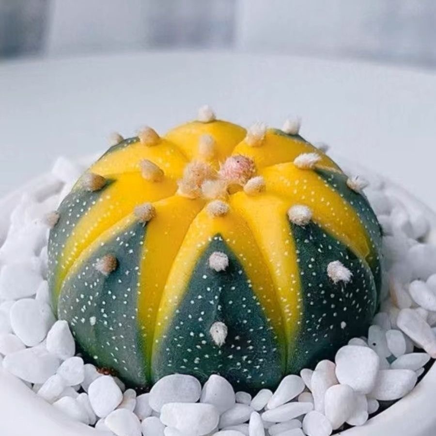 4-5cm Astrophytum asterias VAR
