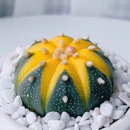 4-5cm Astrophytum asterias VAR
