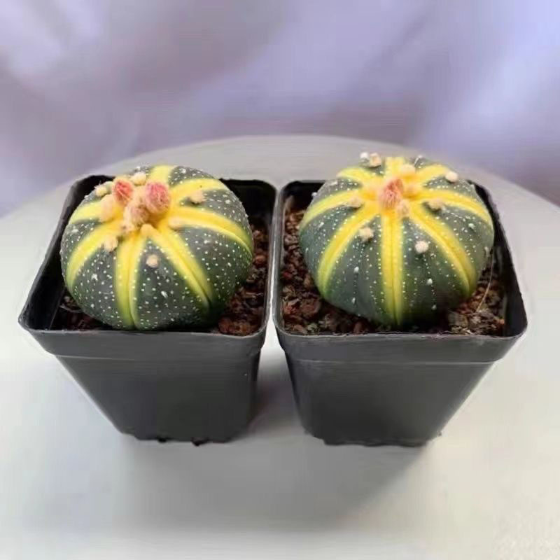4-5cm Astrophytum asterias VAR