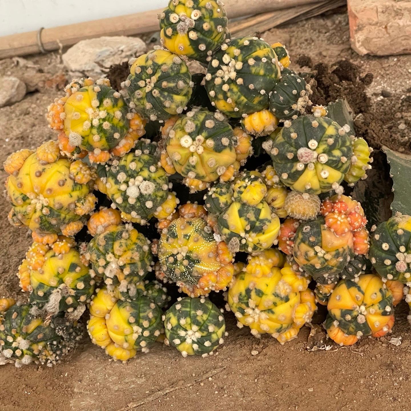 8-10cm Astrophytum asterias variegated （Mother plant）rootless