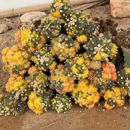 8-10cm Astrophytum asterias variegated （Mother plant）rootless