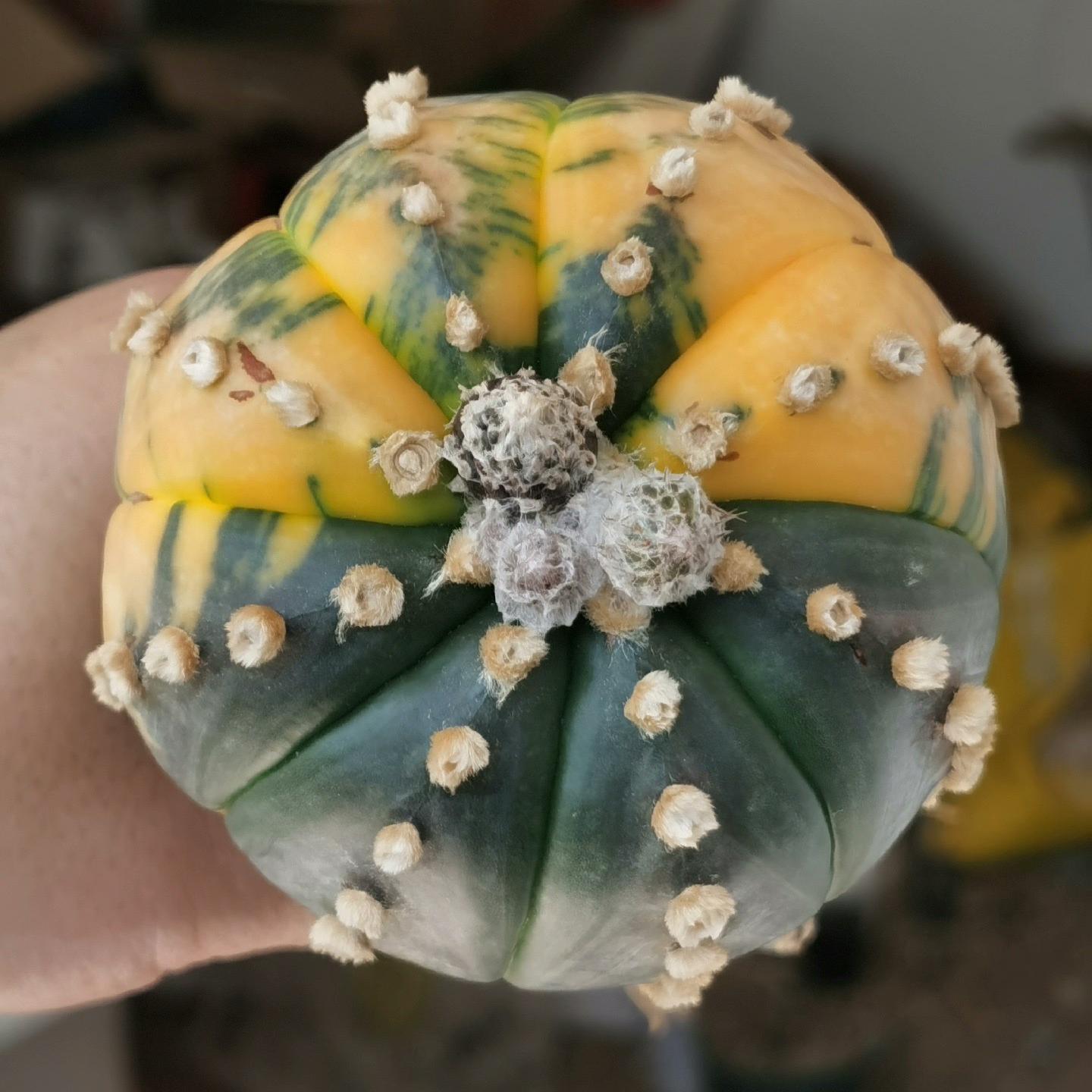 8-10cm Astrophytum asterias variegated （Mother plant）rootless
