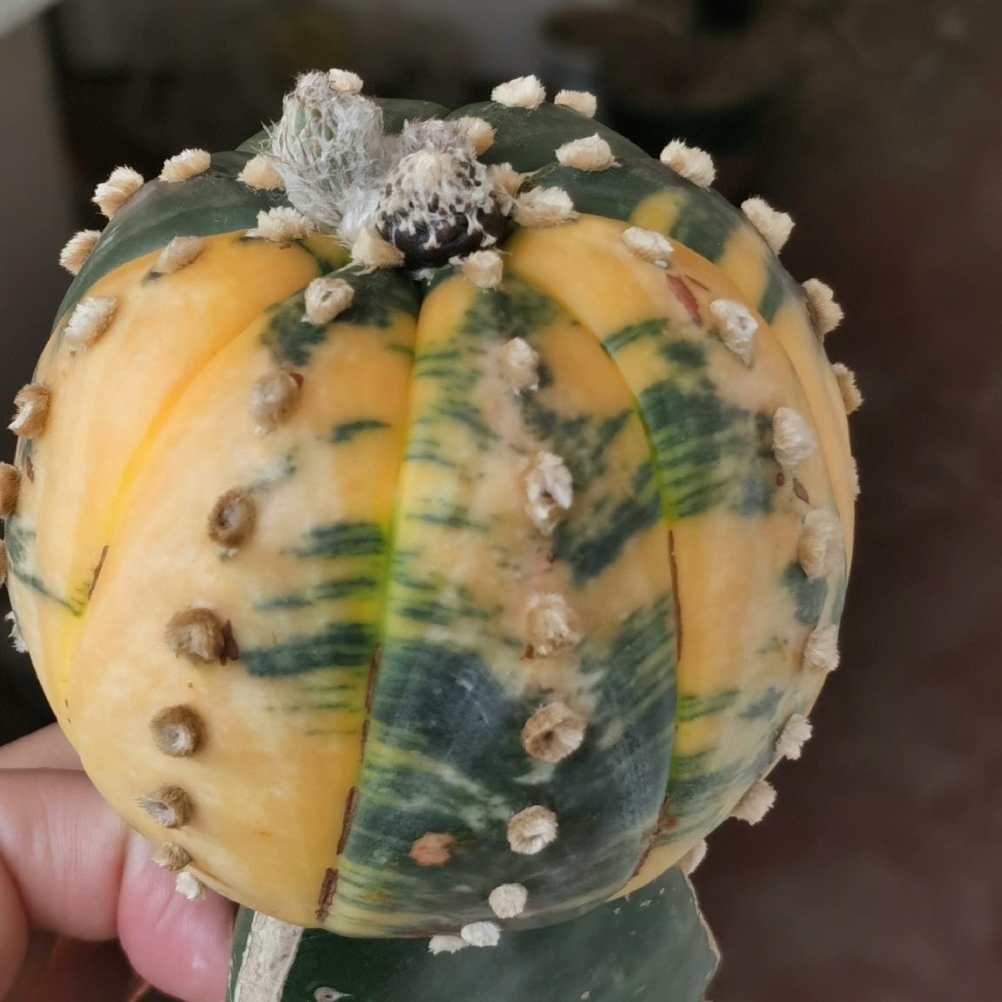 8-10cm Astrophytum asterias variegated （Mother plant）rootless