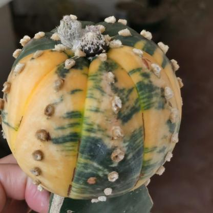 8-10cm Astrophytum asterias variegated （Mother plant）rootless