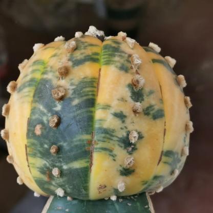 8-10cm Astrophytum asterias variegated （Mother plant）rootless