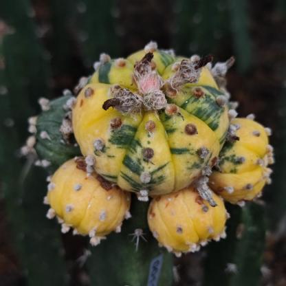 8-10cm Astrophytum asterias variegated （Mother plant）rootless