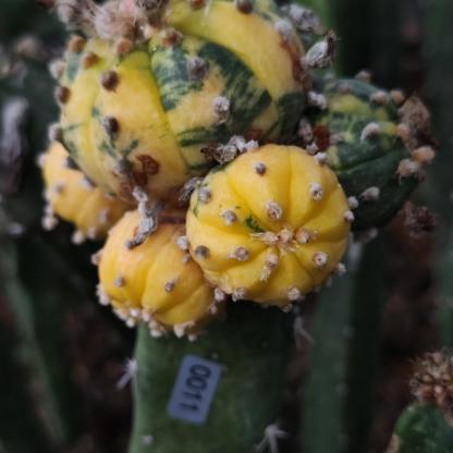 8-10cm Astrophytum asterias variegated （Mother plant）rootless