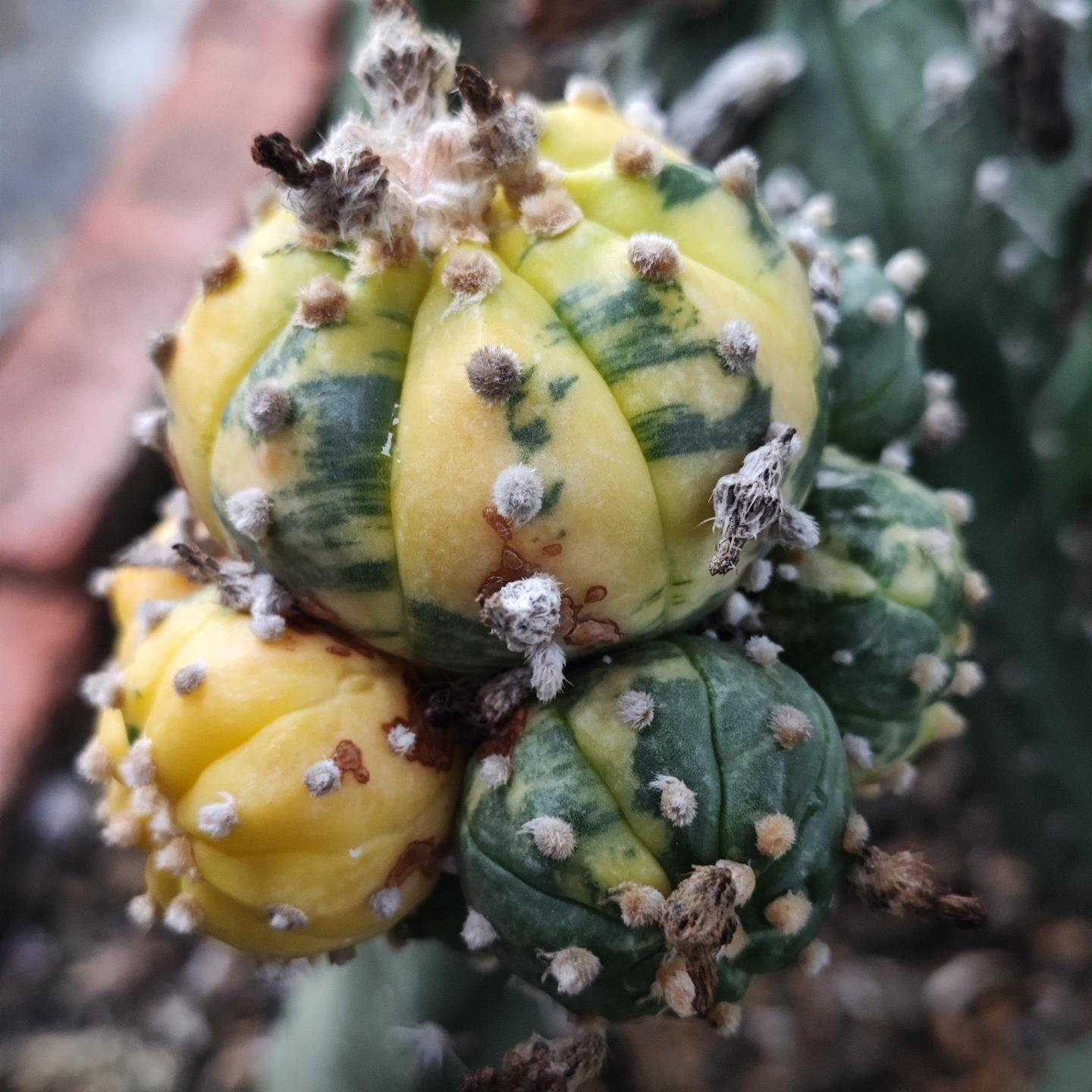 8-10cm Astrophytum asterias variegated （Mother plant）rootless