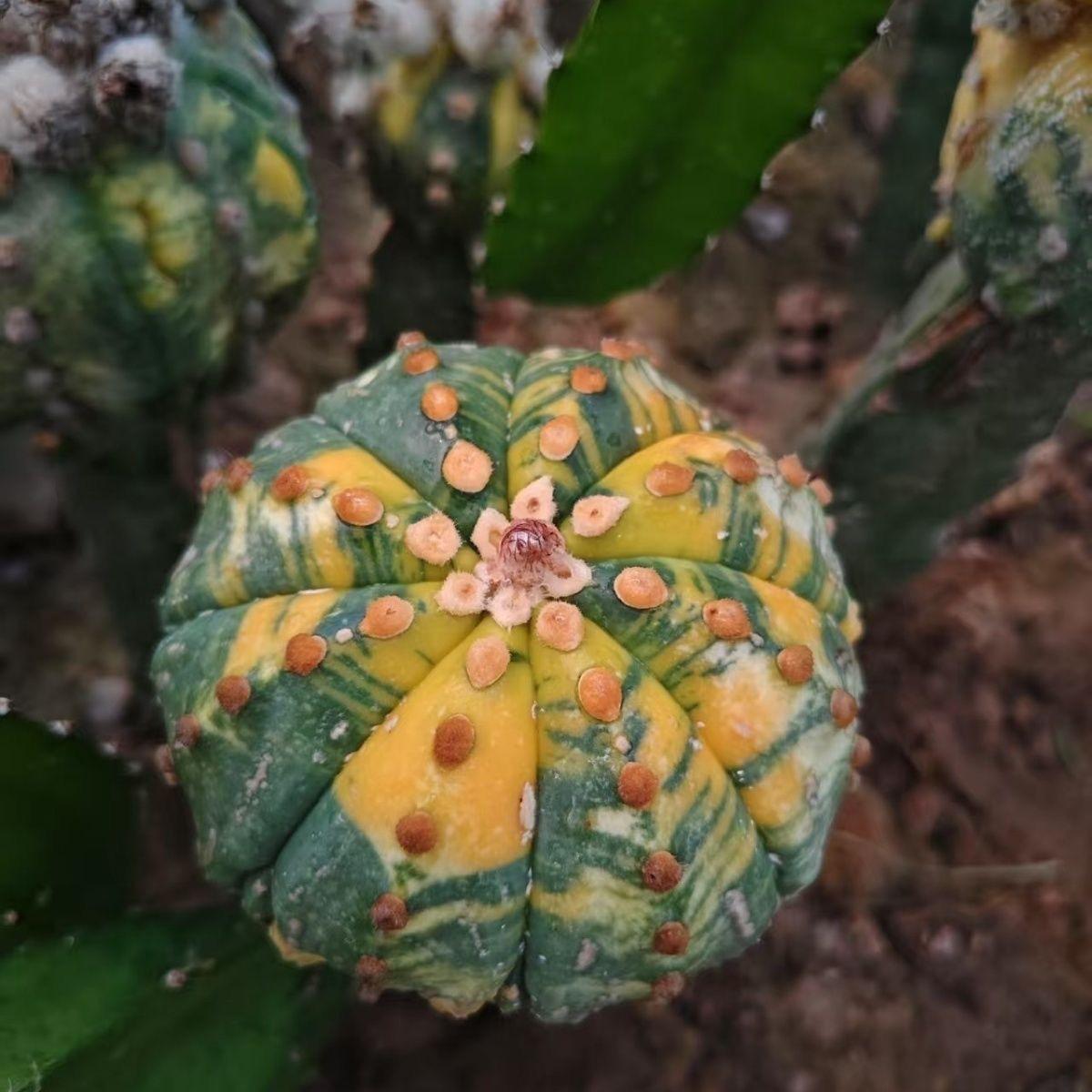 8-10cm Astrophytum asterias variegated （Mother plant）rootless