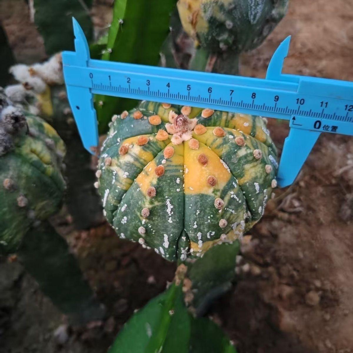 8-10cm Astrophytum asterias variegated （Mother plant）rootless