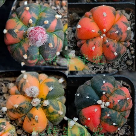 2-4cm Astrophytum asterias  variegated（Five-wing）