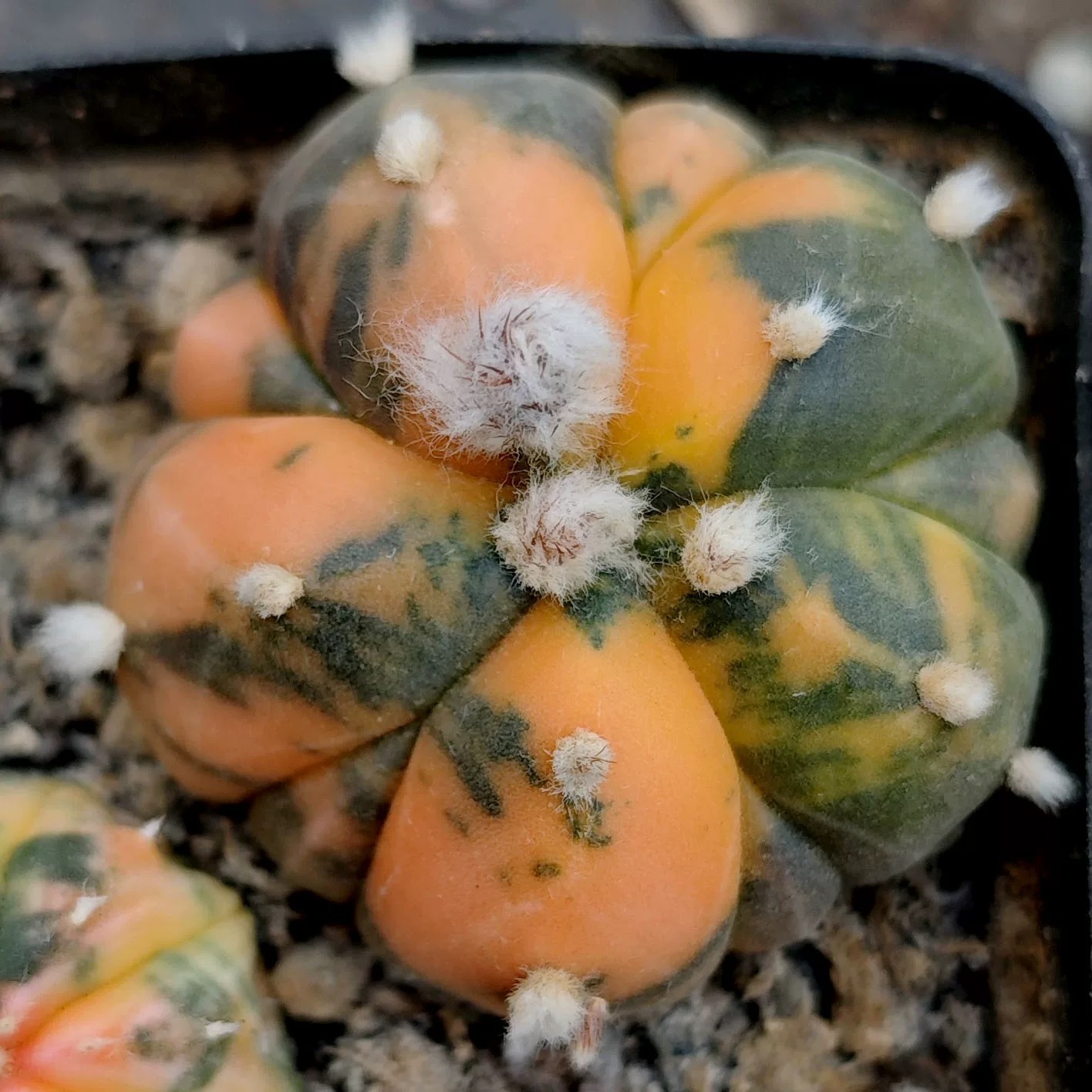 2-6cm Astrophytum asterias  variegated