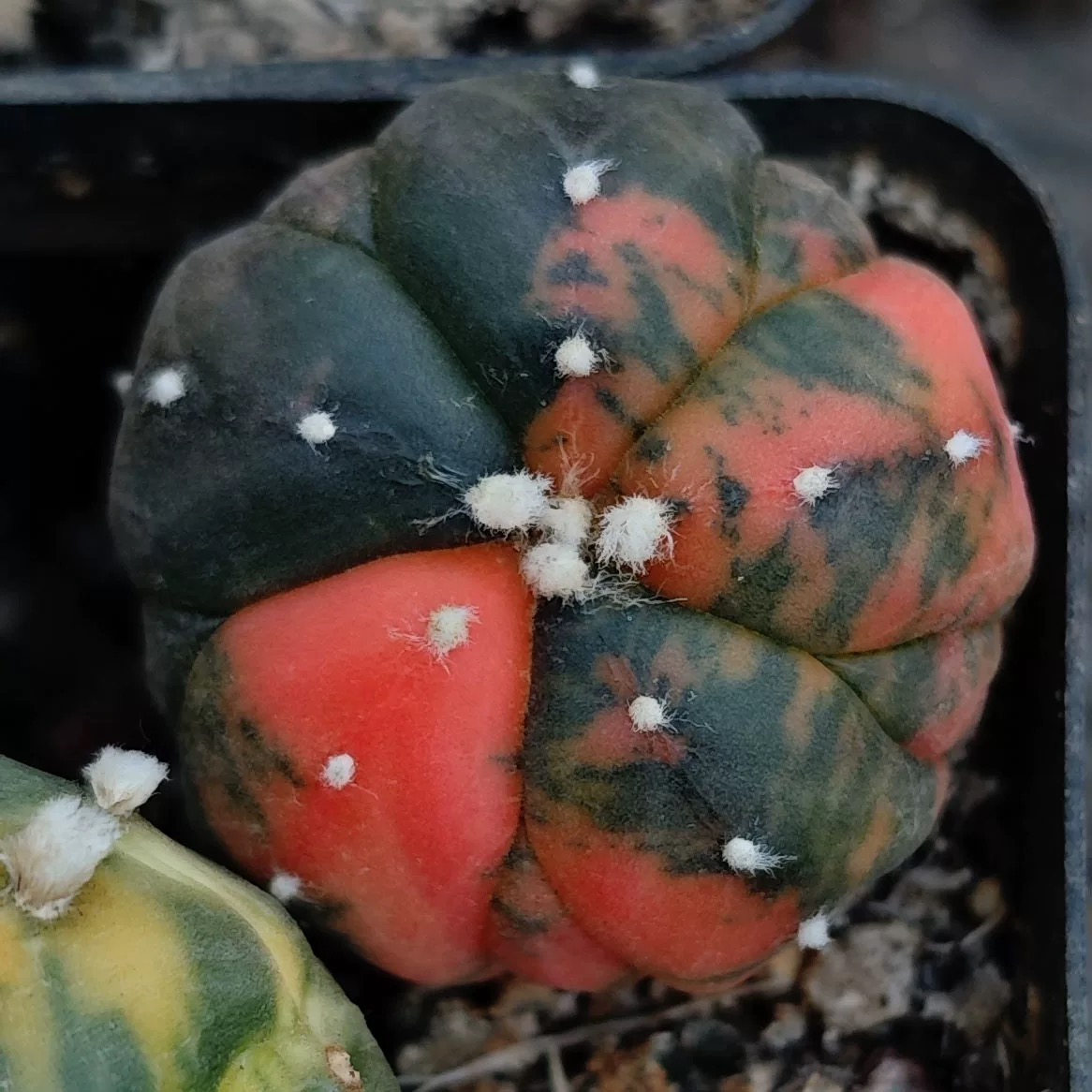 2-4cm Astrophytum asterias variegated（Five-wing）