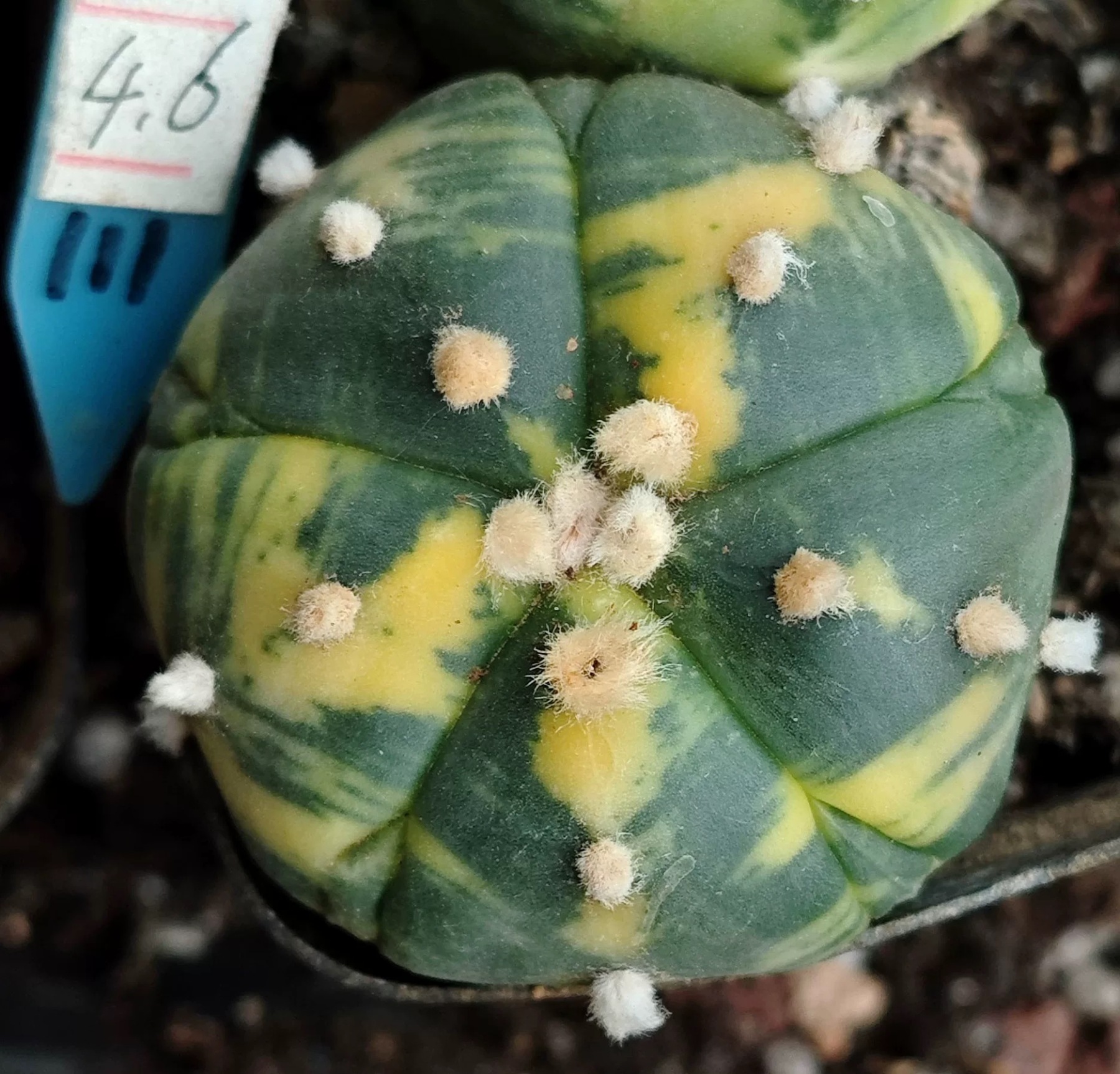 2-6cm Astrophytum asterias  variegated