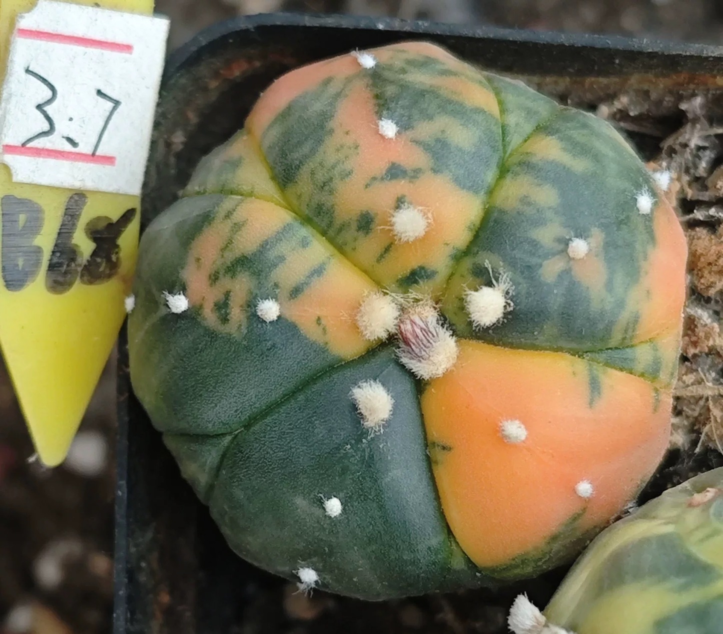 2-6cm Astrophytum asterias  variegated