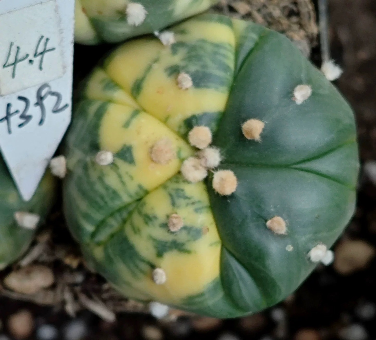 2-6cm Astrophytum asterias  variegated