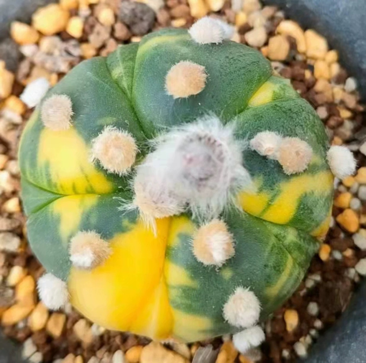 2-4cm Astrophytum asterias variegated（Five-wing）