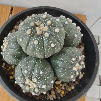 4-15cm  Astrophytum asterias （Multi head）