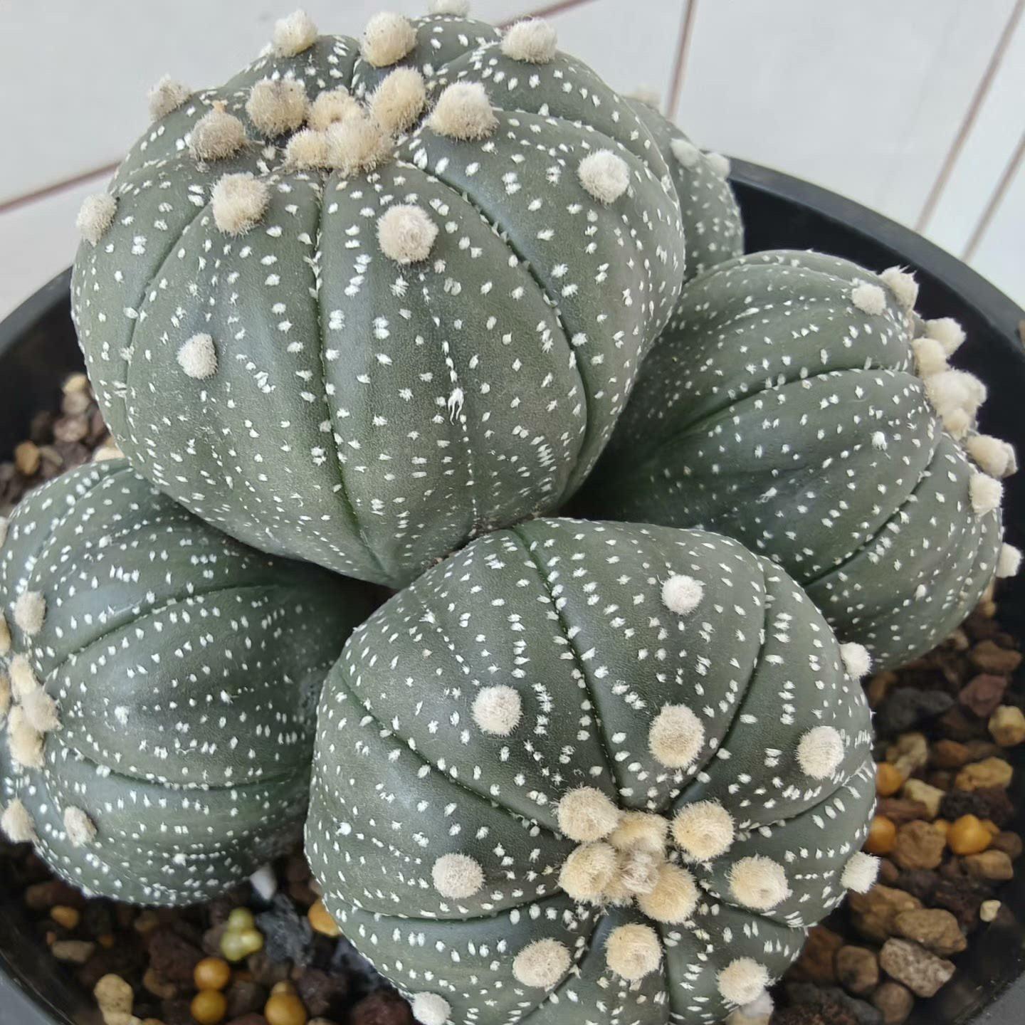 4-15cm  Astrophytum asterias （Multi head）