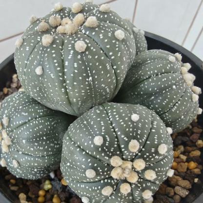4-15cm  Astrophytum asterias （Multi head）