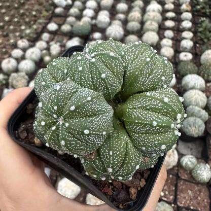4-15cm  Astrophytum asterias （Multi head）
