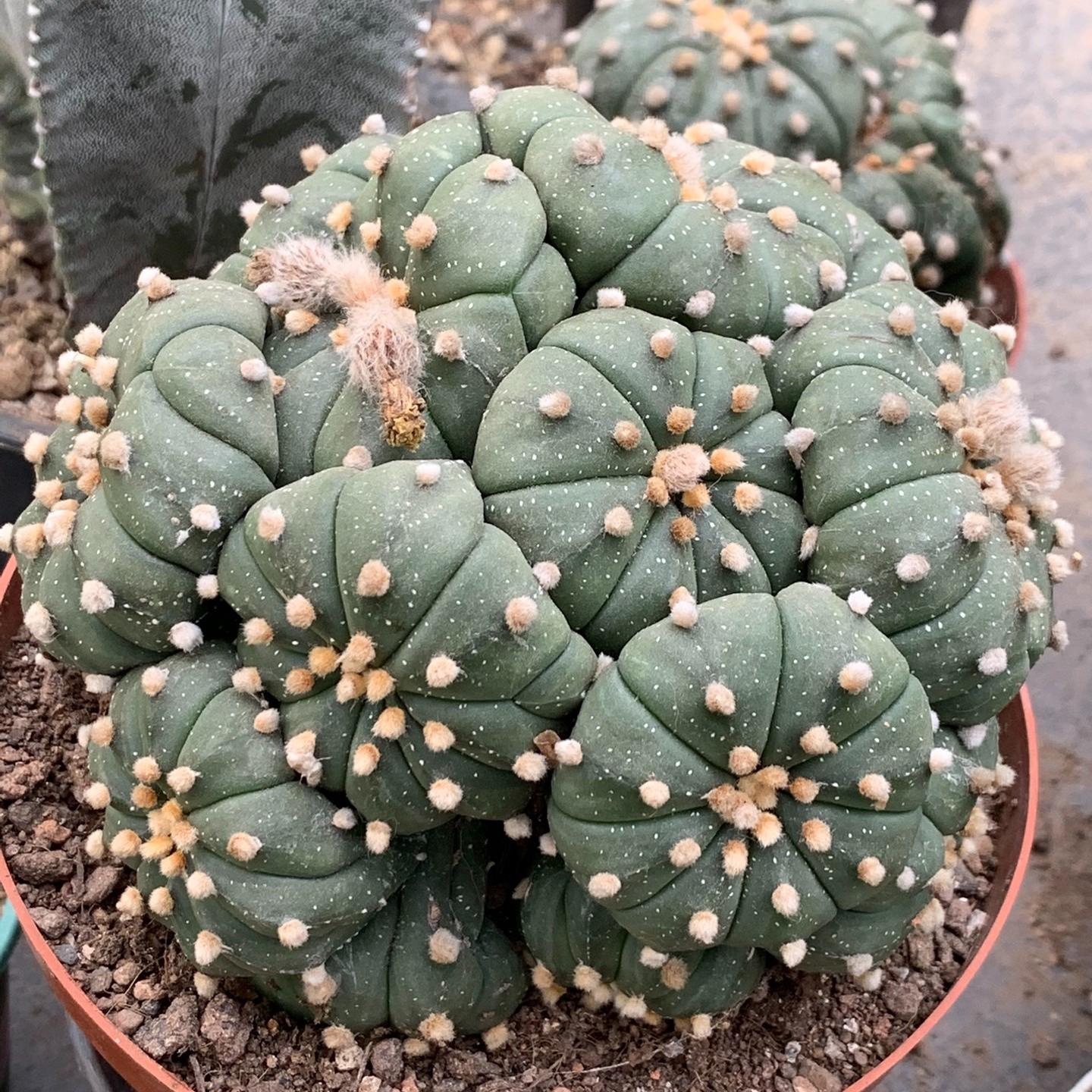 4-15cm  Astrophytum asterias （Multi head）