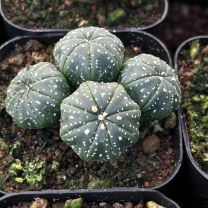 4-15cm  Astrophytum asterias （Multi head）