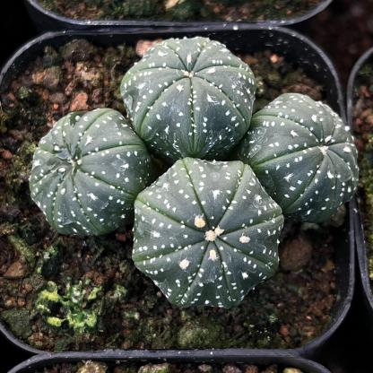 4-15cm  Astrophytum asterias （Multi head）