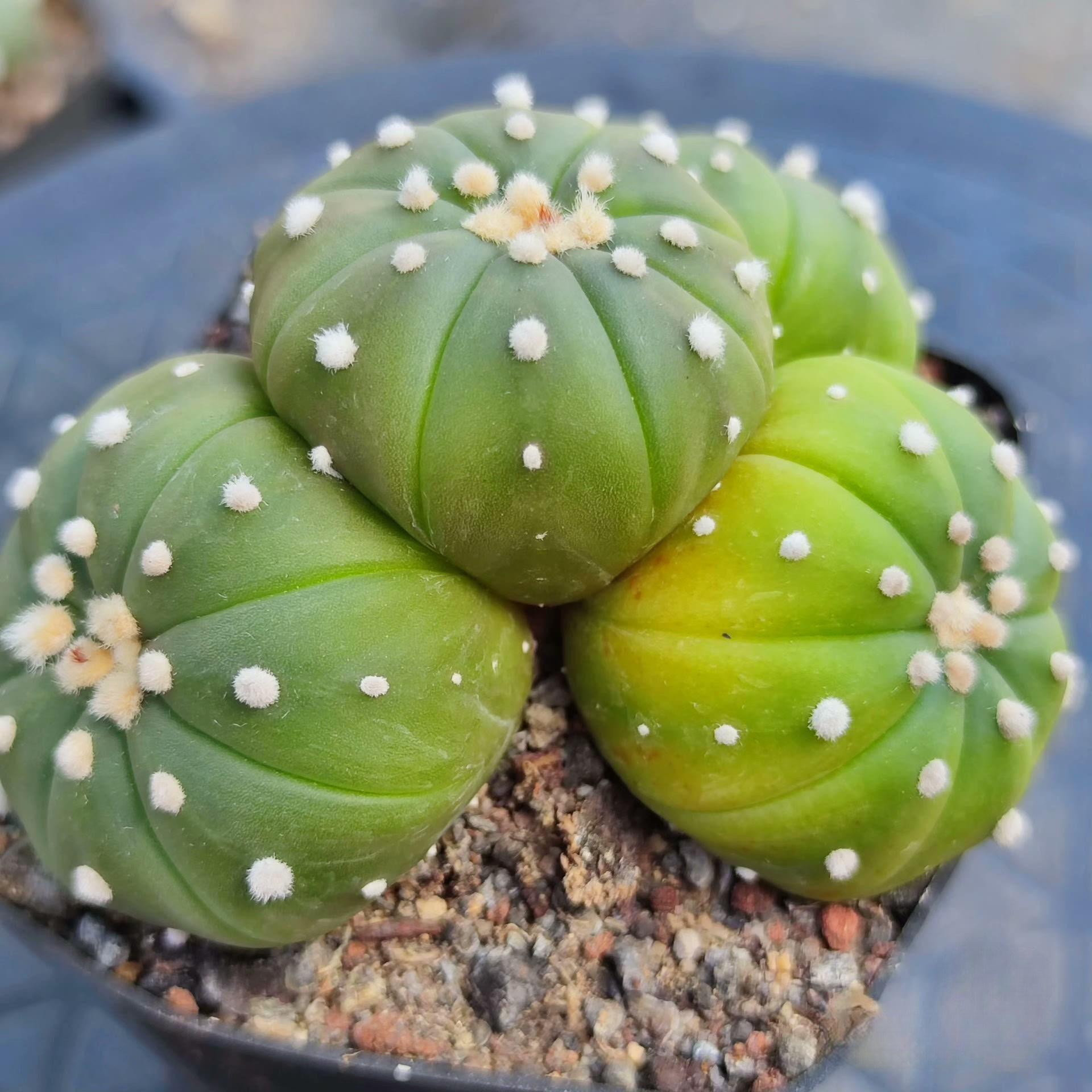 4-15cm  Astrophytum asterias （Multi head）