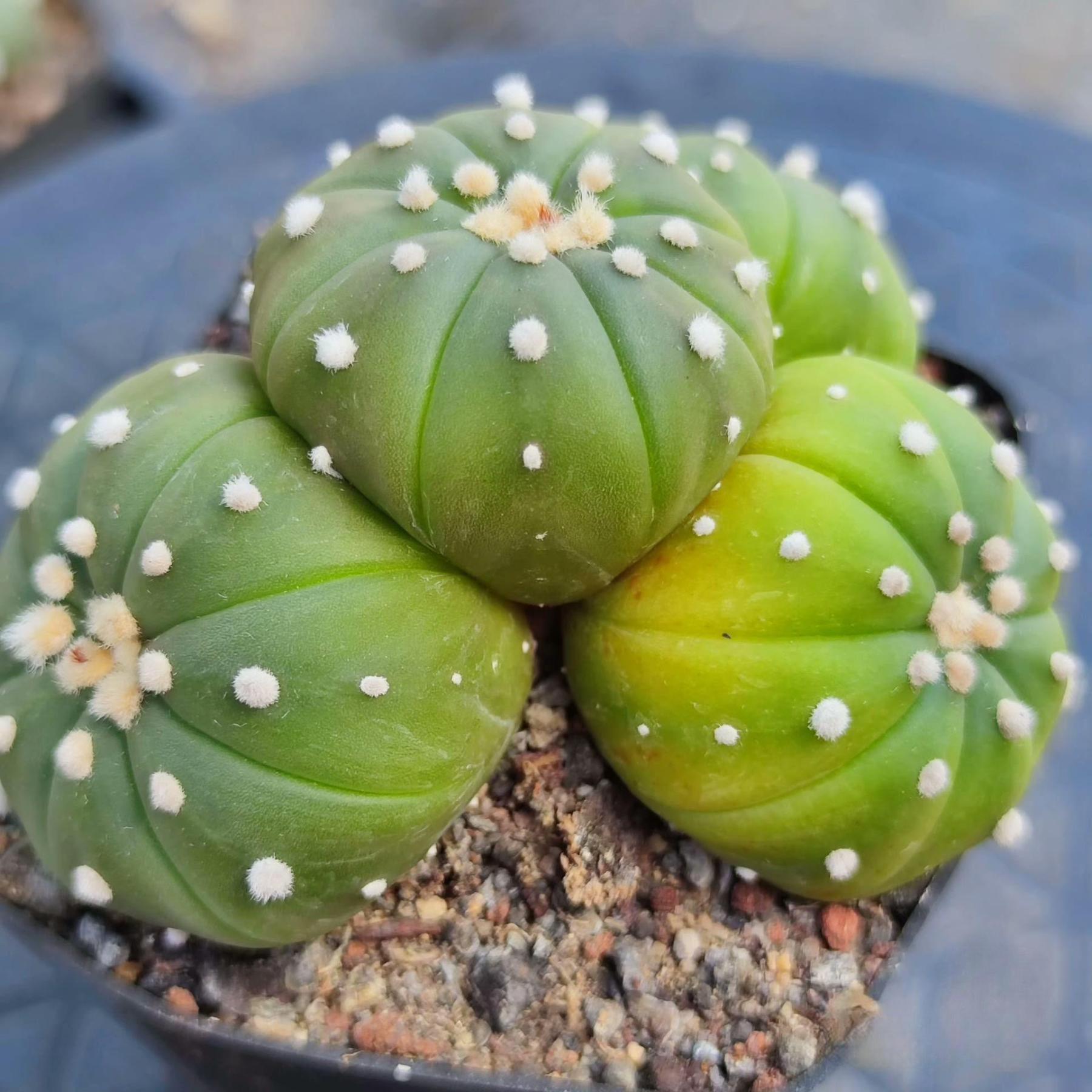 4-15cm  Astrophytum asterias （Multi head）