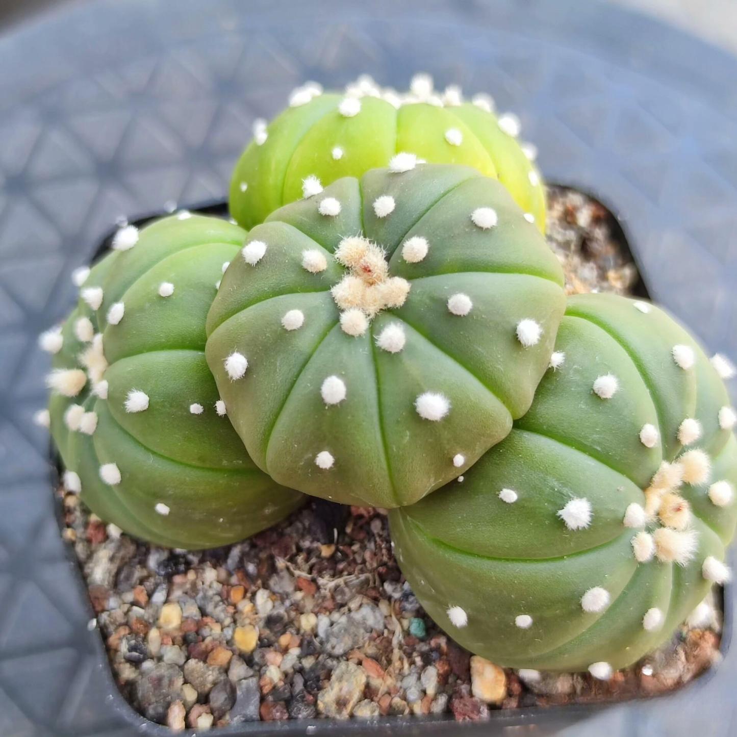 4-15cm  Astrophytum asterias （Multi head）