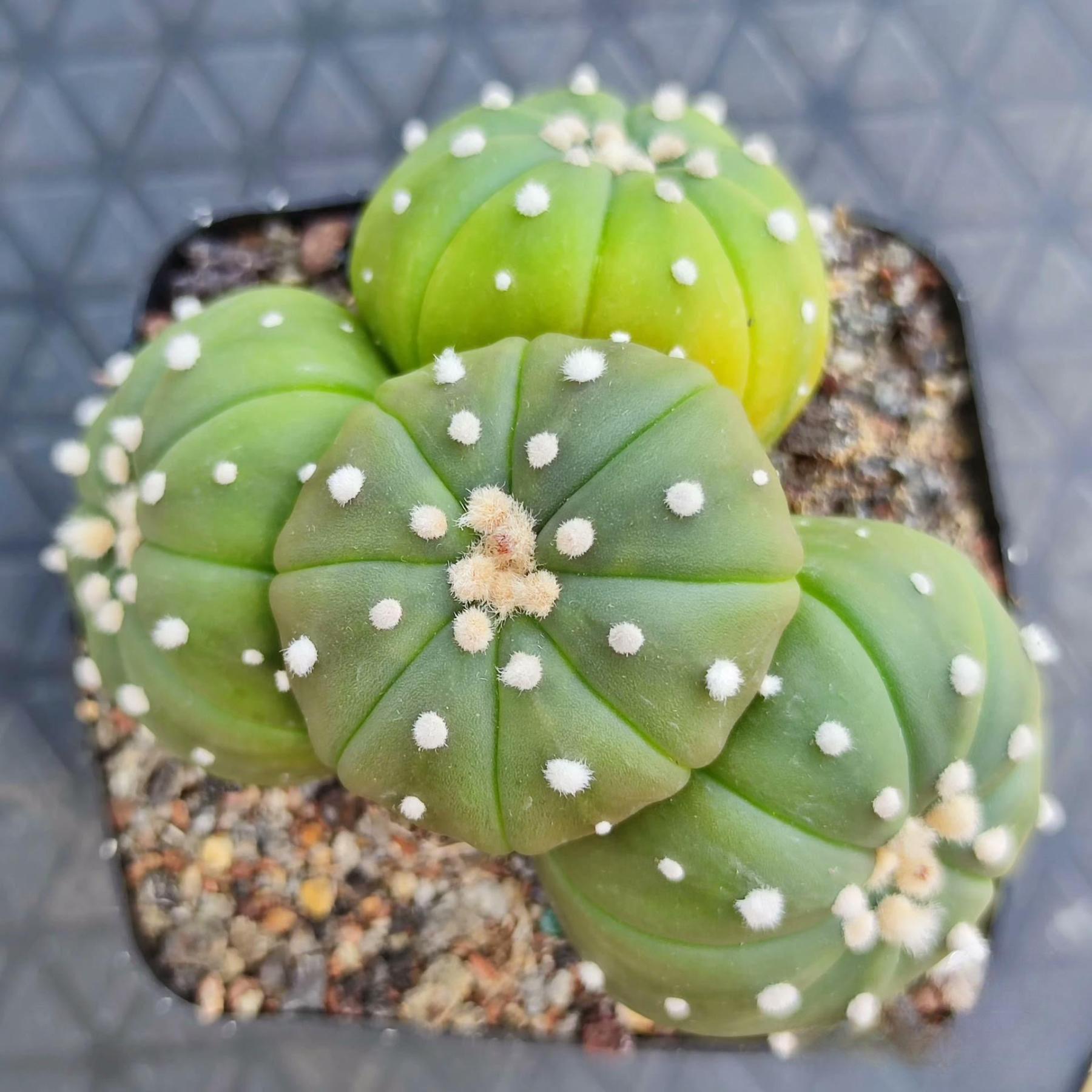 4-15cm Astrophytum asterias （Multi head）