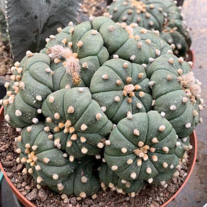 4-15cm  Astrophytum asterias （Multi head）