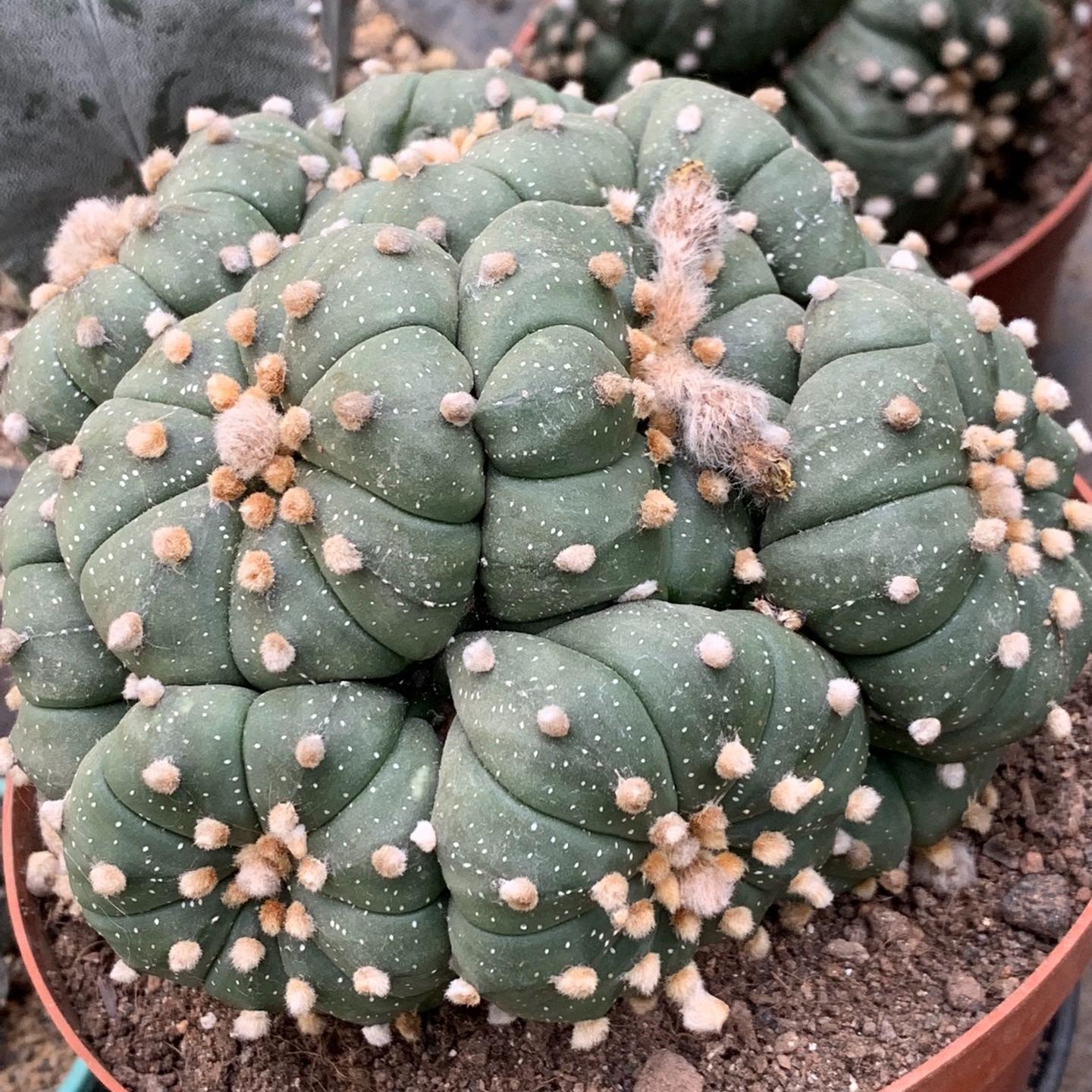 4-15cm  Astrophytum asterias （Multi head）