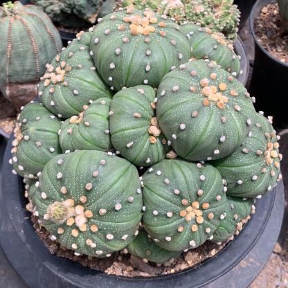 4-15cm  Astrophytum asterias （Multi head）
